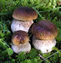 Mushrooms In Lunigiana